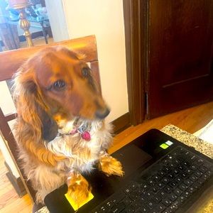 Meet your Posher, WeinerDogDeals by Clinton